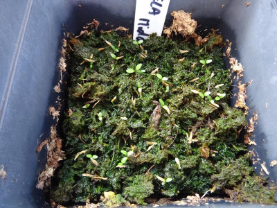 Weigela middendorffiana Germination April 2020.JPG