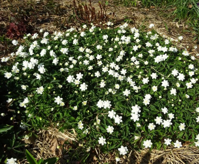 Anemone nemorosa Vestal April 2020.JPG