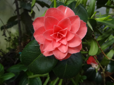 Bonomiana.JPG
