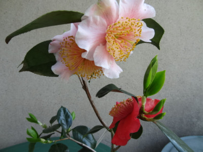Mikuni-no-Homare.JPG