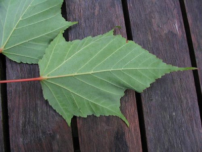 Acer_rufinerve_7.jpg