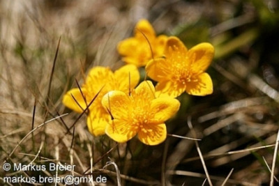 Caltha_palustris_Foto.jpg