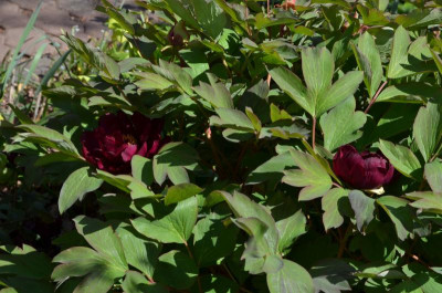 Paeonia-Mo Run Jue Lun.20-2.jpg