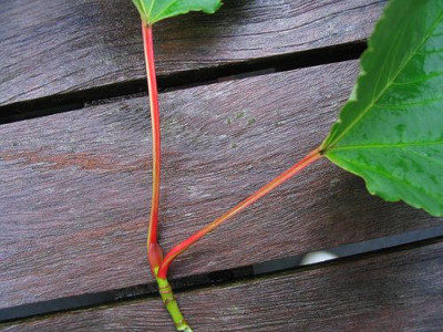 Acer_rufinerve_8.jpg
