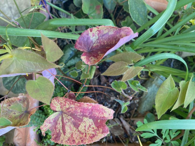 epimedium_lishichense_11.4.20.jpg