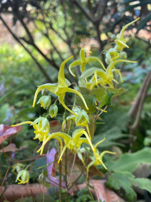 epimedium_lishichense_11.4.20 (1).jpg