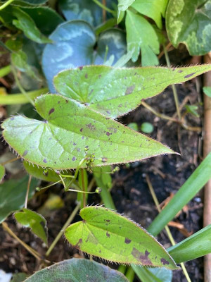 epimedium-pale-fire-sibling_11.4.20.jpg