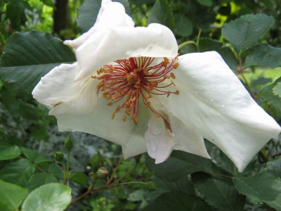 GroenanderungIMG_1458.JPG