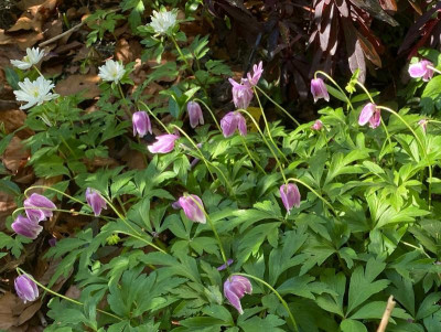 anemone-nemorosa-rosa+bracteata_11.4.20 (1).jpg
