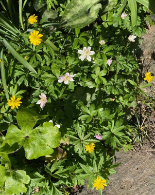 anemone ranunculoides-semiplena+nemorosa_11.4.20.jpg