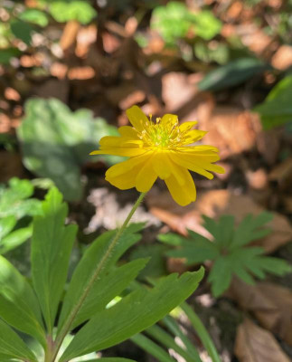 anemone-ranunculoides-semiplena_11.4.20.jpg