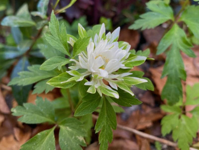 anemone-nemorosa-bracteata-pleniflora_4-20 (2).jpg