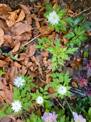 anemone-nemorosa-bracteata-pleniflora_4-20 (3).jpg