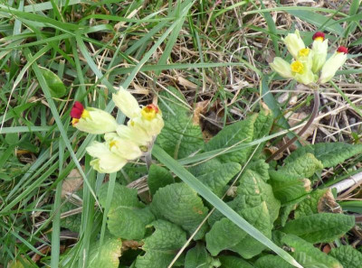 Primula veris zwiefarbig2.jpg