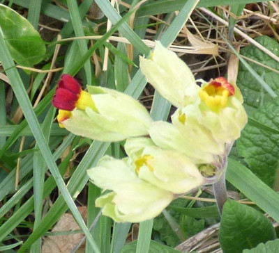 Primula veris zwiefarbig nahe.jpg