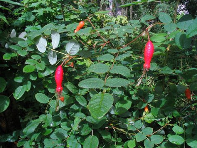 Rosa_holodonta_2.jpg