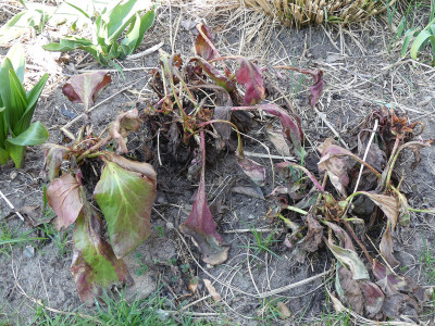 2020-04-12 Bergenia 'Silberlicht'.jpg