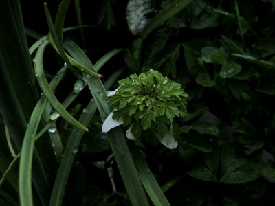 9E893718-6C1A-42DE-8888-E31E85552ED4.jpeg
