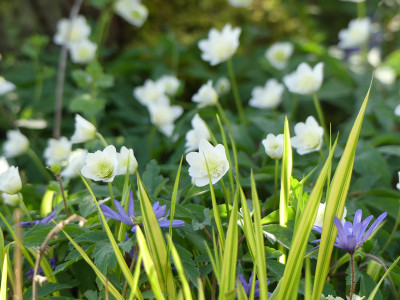 2020-04-12 Anemone nemorosa 'Vestal' 1.jpg