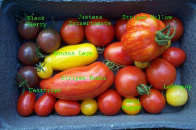 000_2145_Tomatenernte_beschriftet.jpg
