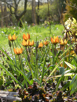 2020-04-12 Tulipa whittallii major 1.jpg