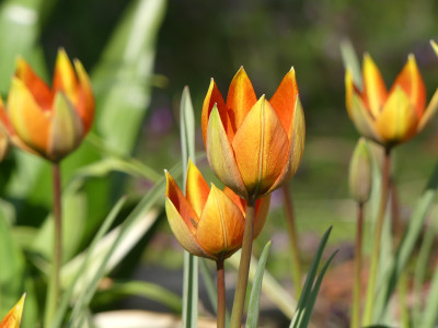 2020-04-12 Tulipa whittallii major 2.jpg