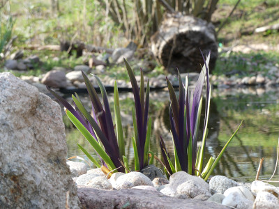 2020-04-12 Iris louisiana 'Dark Aura'.jpg