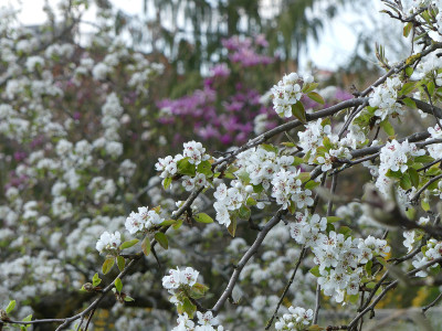 2020-04-12 Birne 2.jpg