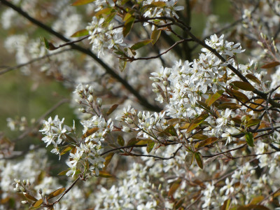 2020-04-12 Amelanchier lamarckii 1.jpg