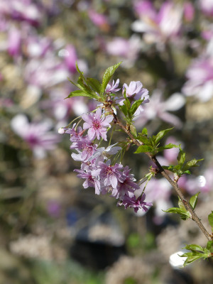 2020-04-12 Prunus subhirtella autumnalis 'Rosea'.jpg