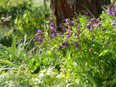 2020-04-12 Lathyrus vernus 1.jpg