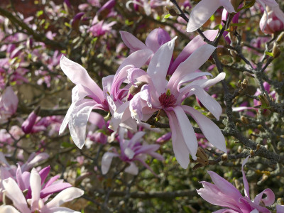 2020-04-12 Magnolia 'Betty' 1.jpg