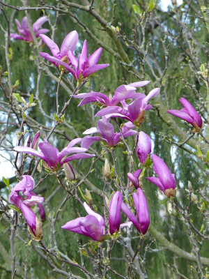 2020-04-12 Magnolia 'Susan' 1.jpg