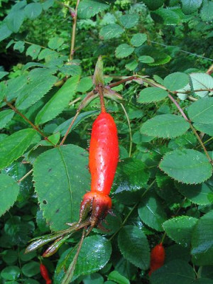 Rosa_holodonta_3.jpg