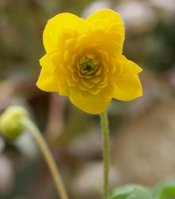 anemone-ranunculoides-kai_13.4.20.jpg