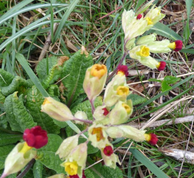 Primula veris var mirabilis.jpg