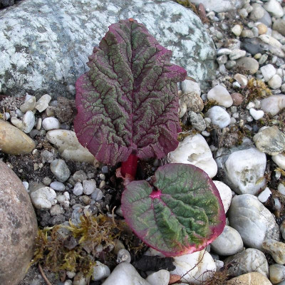 Rheum spiciforme 13.04.20.JPG