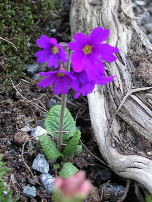 Primula amoena 12.04.20.JPG