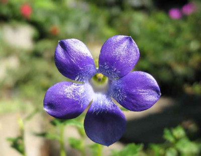 IMG_Cyananthus_lobatus_1909.JPG