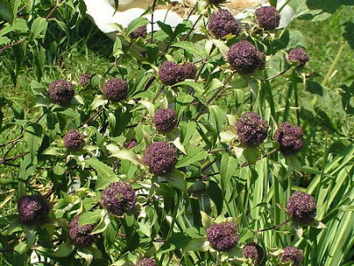 1264286x.jpg