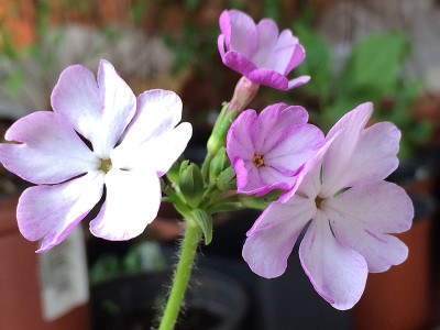 2020-04-13 Prim. sieboldii.jpg