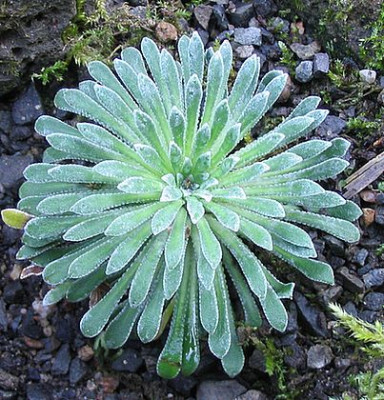 Saxifraga_fars_2007.jpg
