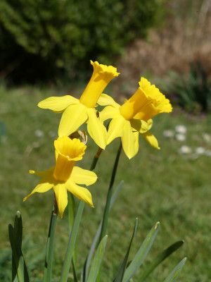 2020-04-11 Narcissus 'Peeping Tom' 1.jpg