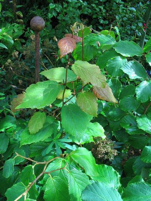 Hamamelis.jpg