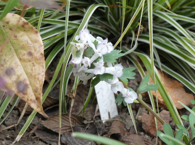 2020-04-13 Corydalis solida 'Pussy'.jpg
