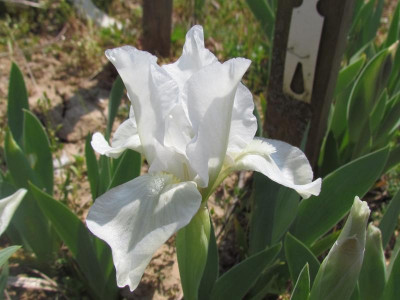 SDB Lilli-White 1.JPG
