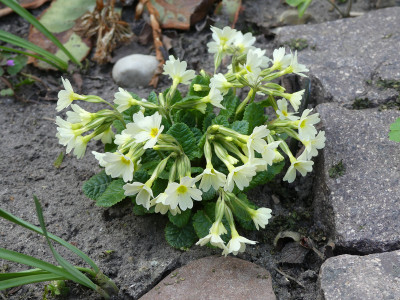 2020-04-13 Primula 'Mc Watts Cream'.jpg