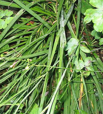 Unbekannte_2_fars_2007.jpg