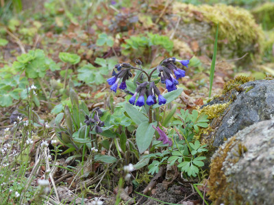 2020-04-13 Pulmonaria 'Blaues Meer'.jpg