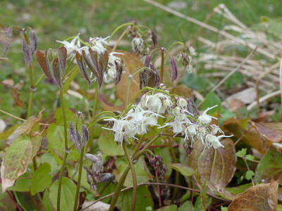 2020-04-13 Epimedium 'Okuda's White' 1.jpg